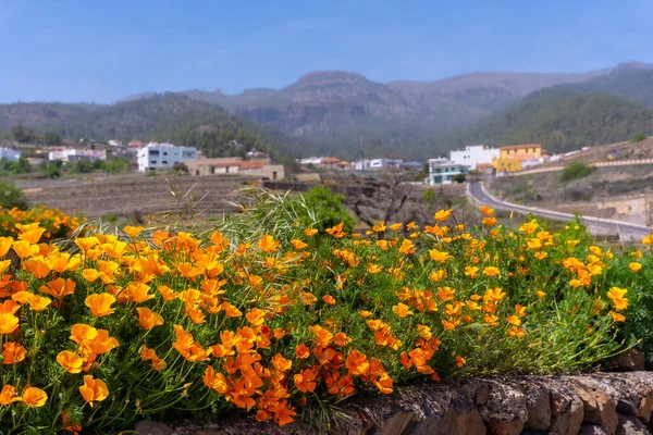 Fleurs Orange Dans Village Vilaflor Dans Parc Naturel Teide Tenerife — Photo