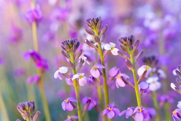 Purple Mountain Flowers Top Roques Gracia Roque Cinchado Teide Natural — Photo