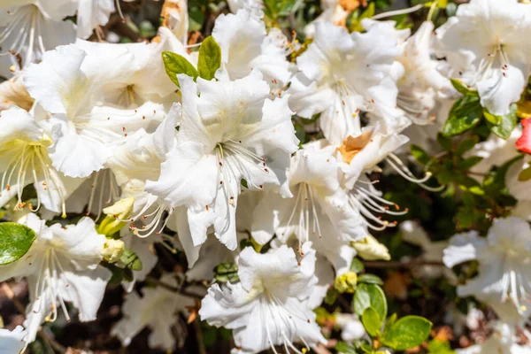 Roman Bellevalia Del Mediterraneo White Flowers Natural Park Iturraran Basque — Stockfoto