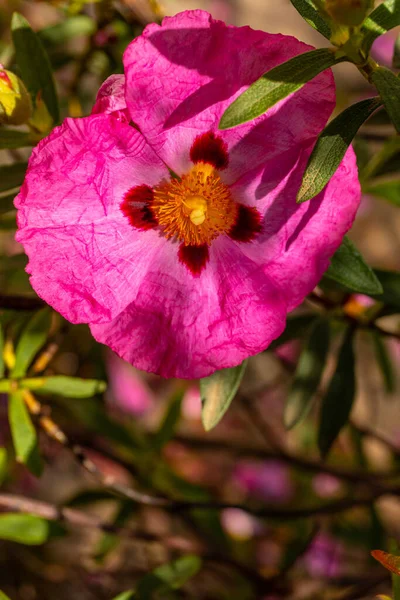 Eriostemon Myoporoides Australia Pink Flowers Iturraran Natural Park Basque Country — Stockfoto