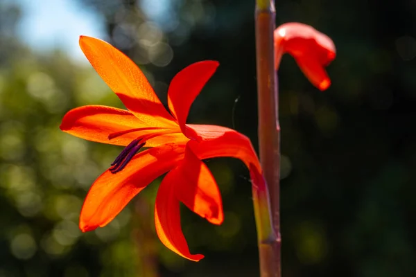 Watsonia Australia Orange Flowers Iturraran Natural Park Basque Country — Stock Photo, Image