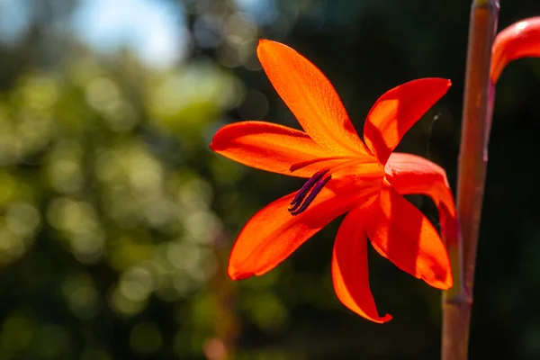 Watsonia Australia Orange Flowers Iturraran Natural Park Basque Country — Zdjęcie stockowe