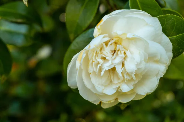 Japanese Camellia White Flowers Natural Park Iturraran Basque Country — Zdjęcie stockowe