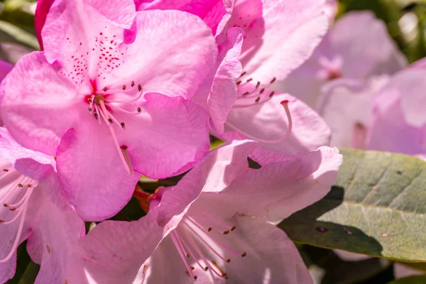 Rhododendron Beauty Tittelworth Pink Flowers Iturraran Natural Park Basque Country — Zdjęcie stockowe