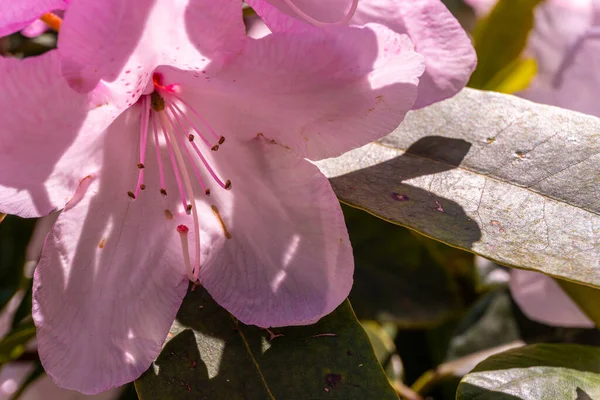 Rhododendron Beauty Tittelworth Pink Flowers Iturraran Natural Park Basque Country — Stockfoto
