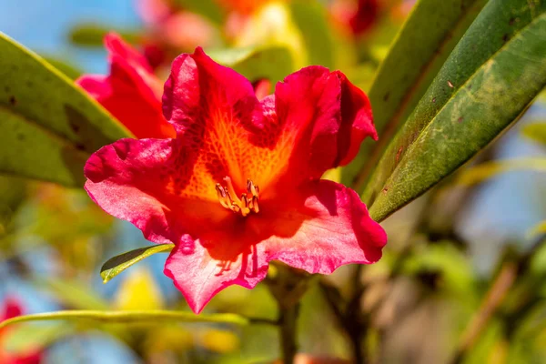 Rhododendron Golden Gate Red Flowers Iturraran Natural Park Basque Country — Stockfoto