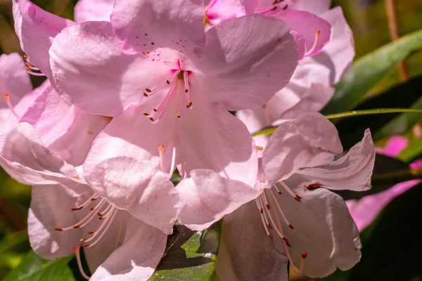 Rhododendron Beauty Tittelworth Pink Flowers Iturraran Natural Park Basque Country — Stockfoto