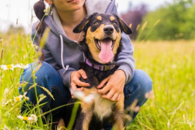Güneşli bir bahar günü çayırda oturan sevimli bir köpekle genç bir kızın portresi. Yavru köpek Colie, Pitbul ve boksörü karıştırıyor.