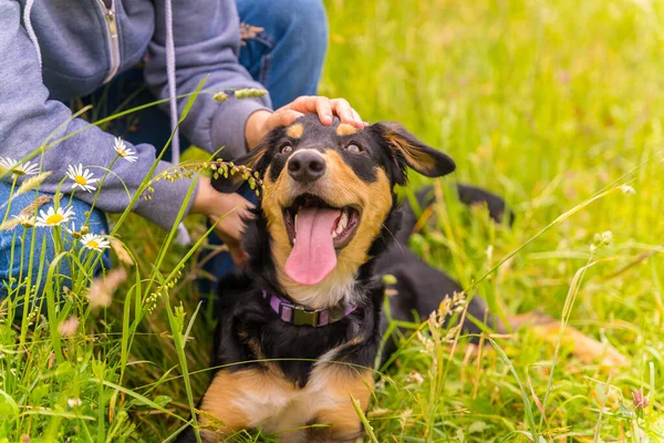 Portrait Cute Dog Open Mouth Tongue Sitting Sunny Spring Day — Fotografia de Stock