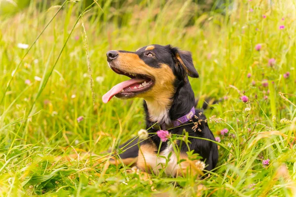 Portrait Black Brown Dog Sitting Sunny Spring Day Flower Meadow — Fotografia de Stock