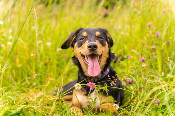 Portrait Black Brown Dog Sitting Sunny Spring Day Flower Meadow — Fotografia de Stock