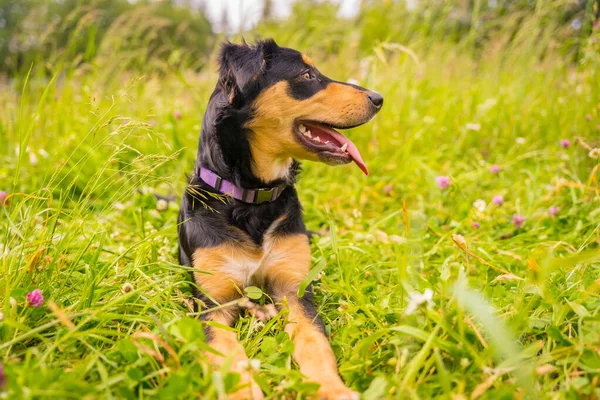 Portrait Black Brown Dog Sitting Spring Flower Meadow Border Collie — Photo