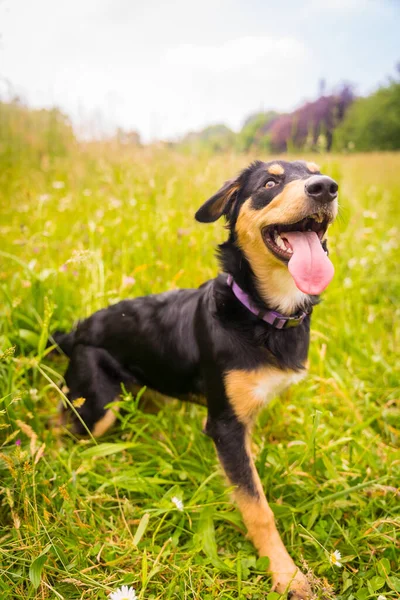 Smile Black Brown Dog Having Fun Spring Flower Meadow Border — Fotografia de Stock