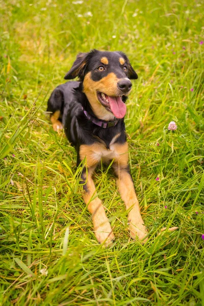 Cute Dog Sitting Sunny Spring Day Flower Meadow His Mouth — Stock Photo, Image