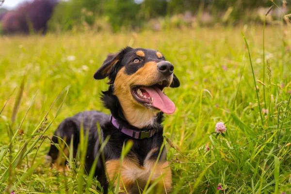 Cute Dog Sitting Sunny Spring Day Flower Meadow His Mouth — Fotografia de Stock