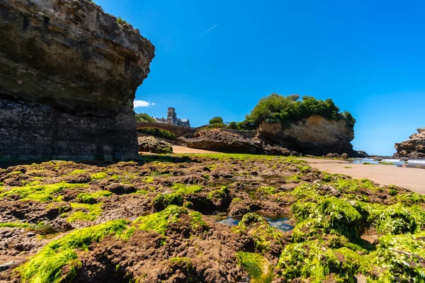 在拉普尔迪Biarritz海滩的Basta岩下的海滩上 低潮的绿色苔藓 — 图库照片