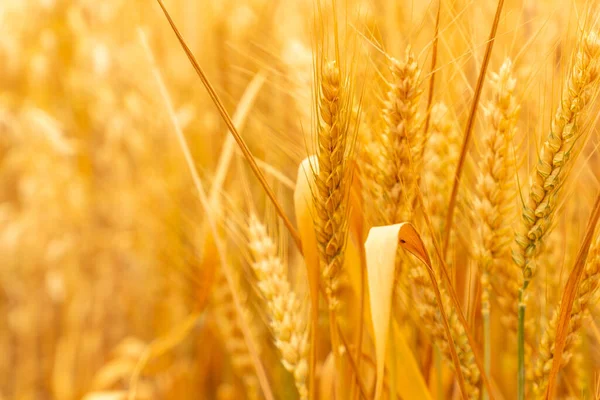 Yellow wheat grain ready for harvest in the agricultural field