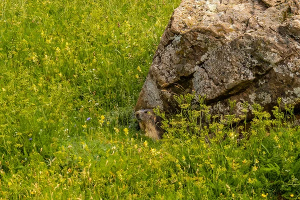 Ripera Vadisi Pireneler Deki Salto Tendenera Yakınlarındaki Yeşilin Köşesinde Marmots — Stok fotoğraf