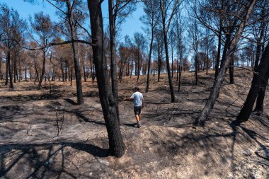 A young man walking through a forest burned in a forest fire, climate change, drought summer