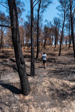 A young man in a forest burned in a forest fire, climate change, drought summer