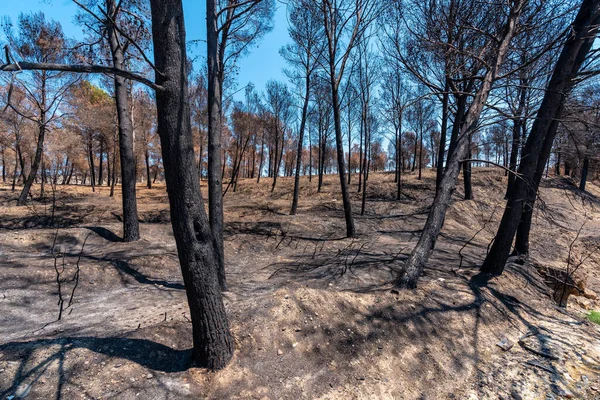 Intentional fire, a forest burned in a forest fire, climate change, summer drought
