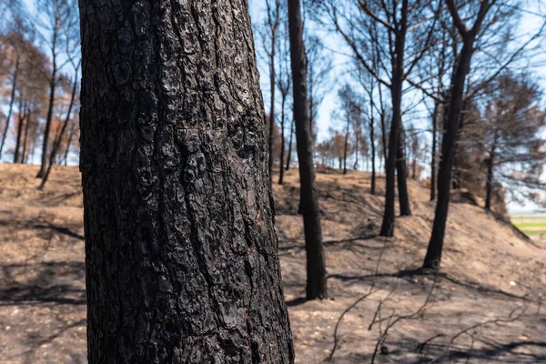 Detail of a burned tree in the forest burned in a forest fire, climate change, drought summer