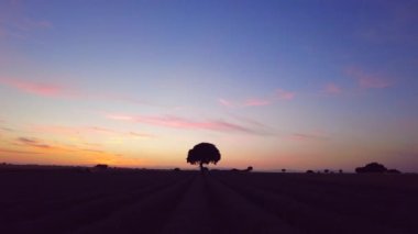 Silhouette of a tree at sunset in a lavender field, Brihuega. Guadalajara. with a beautiful sky
