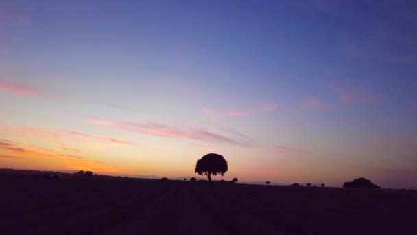 Silhouette Tree Sunset Lavender Field Brihuega Guadalajara Beautiful Sky — Stok Video