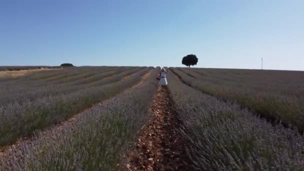 Woman White Dress Summer Lavender Field Hat Basket Collecting Flowers — Vídeos de Stock