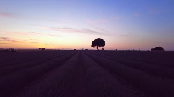 Silhouette Tree Sunset Lavender Field Brihuega Guadalajara Beautiful Sky — Vídeos de Stock