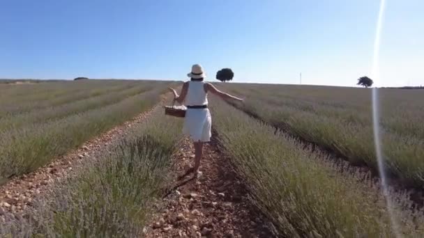 Woman White Dress Summer Lavender Field Hat Basket Collecting Flowers — Vídeo de Stock