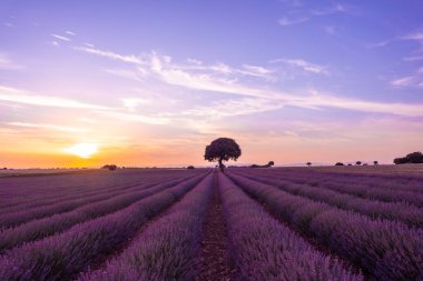Lavender field at sunset, Brihuega. Guadalajara, Spain