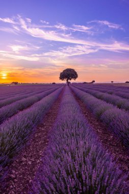 Lavender field at sunset with purple flowers, Brihuega. Guadalajara, Spain. vertical photo
