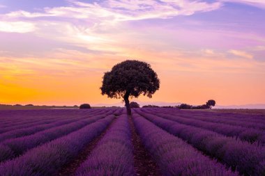 Natural landscape of a lavender field at sunset, Brihuega. Guadalajara, Spain.