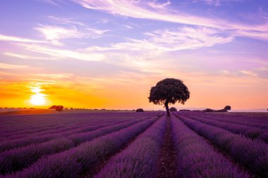 Natural landscape of a lavender field at sunset with the sun in the background, Brihuega. Guadalajara, Spain.