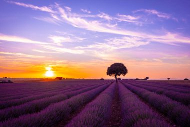 Lavender field at sunset with the sun in the background, Brihuega. Guadalajara, Spain.