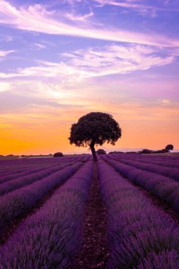 Natural landscape of a lavender field at sunset with the sun in the background, Brihuega. Guadalajara, Spain.