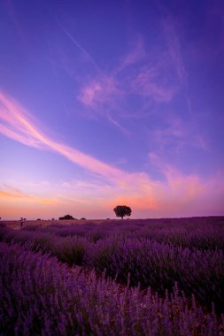 Sunset in a lavender field with a purple sky, natural landscape, Brihuega. Guadalajara, Spain