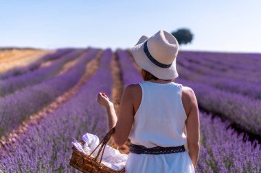 A woman in a white dress in a summer lavender field, Brihuega. Guadalajara