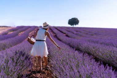 A woman in a white dress in a summer lavender field with a hat and basket collecting flowers
