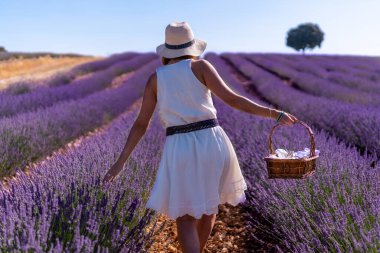 A woman in a summer lavender field with a hat and a basket collecting flowers, lifestyle