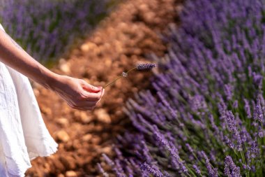 Hand of a woman picking lavender in a lavender field with purple flowers, lifestyle