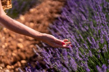 Hand of a woman picking lavender in a lavender field with purple flowers, lifestyle