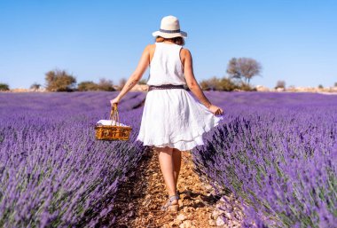 Lifestyle, a woman in a summer lavender field picking flowers in a white dress