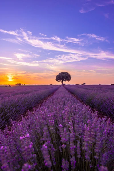 Lavender Field Sunset Purple Flowers Brihuega Guadalajara Spain Vertical Photo — Fotografia de Stock