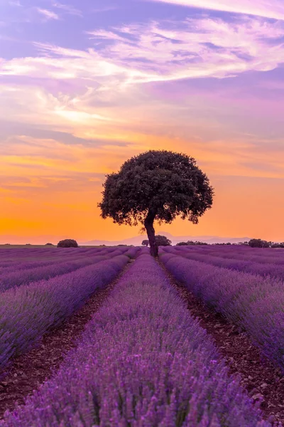 Lavender Field Sunset Brihuega Guadalajara Spain Tree Background — Fotografia de Stock