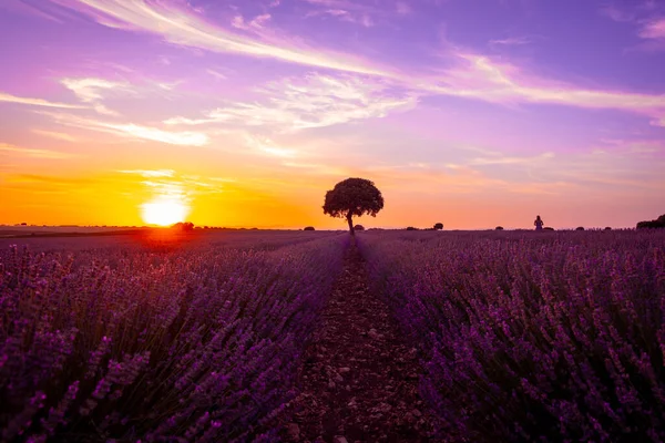 Sunset Lavender Field Purple Flowers Brihuega Guadalajara Spain — Fotografia de Stock