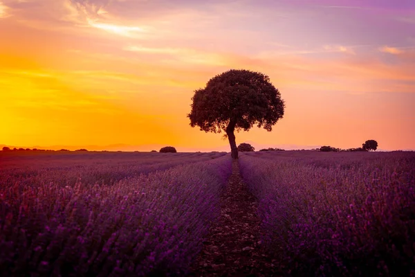 Sunset Lavender Field Purple Flowers Brihuega Guadalajara Spain — Fotografia de Stock