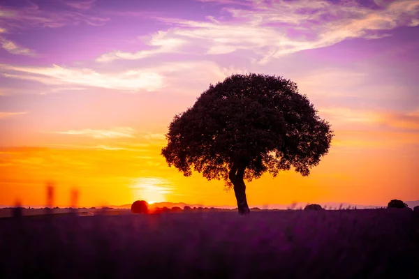 Sunset Lavender Field Beautiful Tree Brihuega Guadalajara Spain — Fotografia de Stock