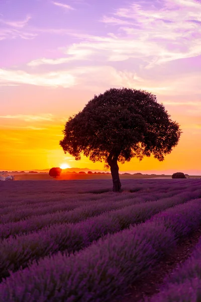 Sunset Lavender Field Beautiful Tree Brihuega Guadalajara Spain — Fotografia de Stock